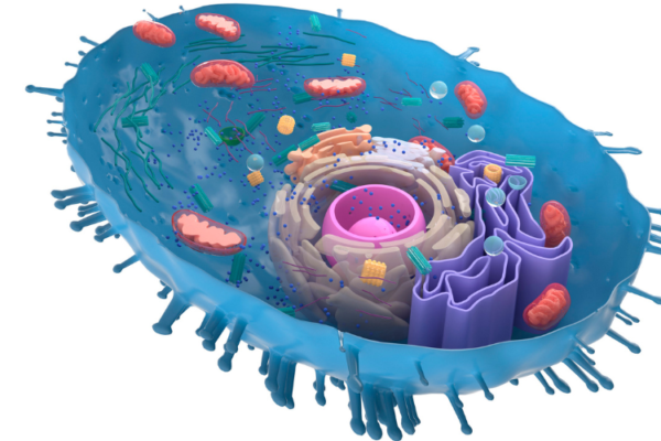 Ageing Mitochondria